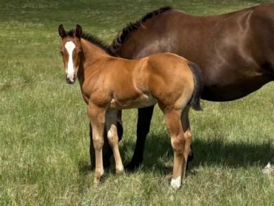Paddys Gin Stones JW<BR>AQHA PENDING
